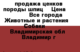 продажа ценков породы шпиц  › Цена ­ 35 000 - Все города Животные и растения » Собаки   . Владимирская обл.,Владимир г.
